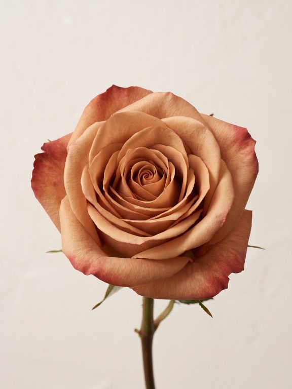 CAPPUCINO  EARTH TONE ROSES